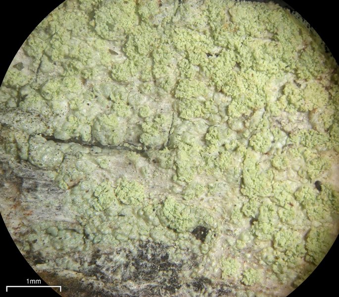 Lecanora floridula