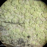 Lecanora floridula