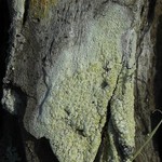Lecanora floridula