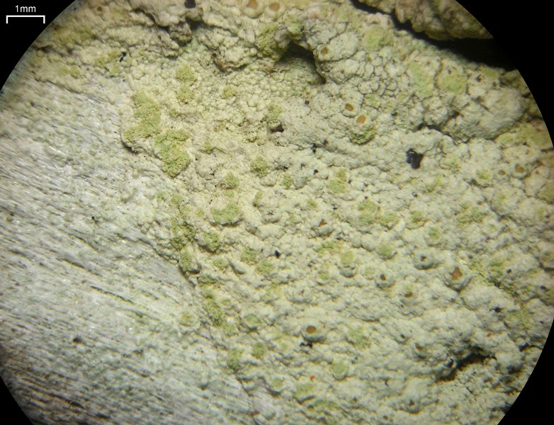 Lecanora floridula