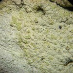Lecanora floridula