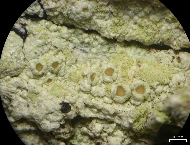 Lecanora floridula