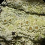 Lecanora floridula