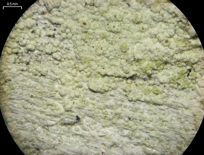Lecanora floridula