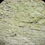 Lecanora floridula