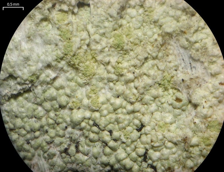Lecanora floridula