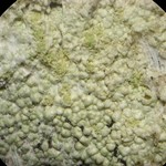 Lecanora floridula
