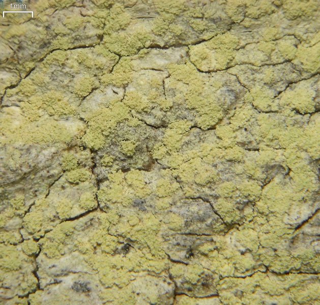 Lecanora floridula