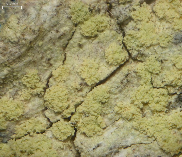 Lecanora floridula