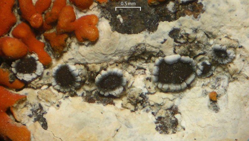 Lecanora flowersiana