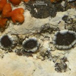 Lecanora flowersiana