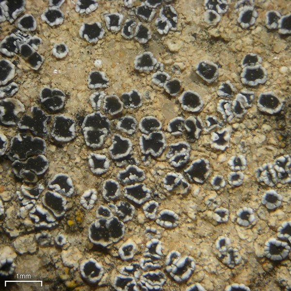 Lecanora flowersiana