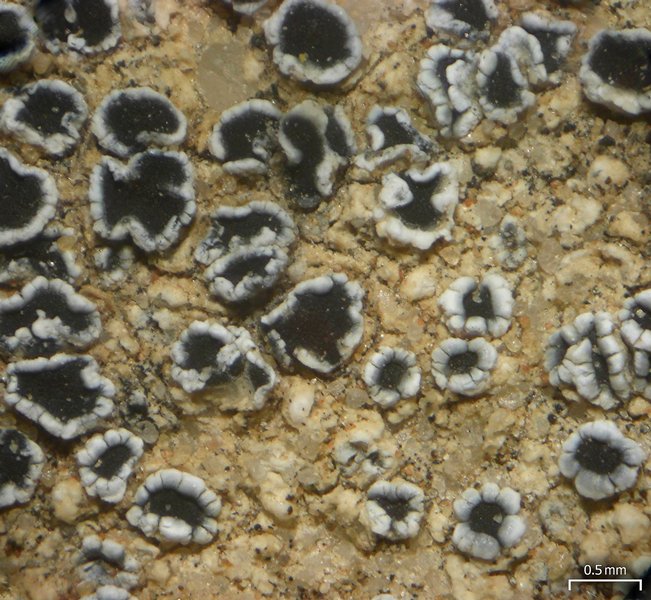 Lecanora flowersiana