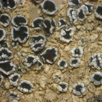 Lecanora flowersiana