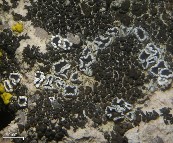 Lecanora flowersiana