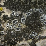 Lecanora flowersiana