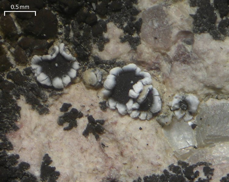 Lecanora flowersiana