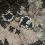 Lecanora flowersiana