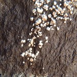 Lecanora frustulosa