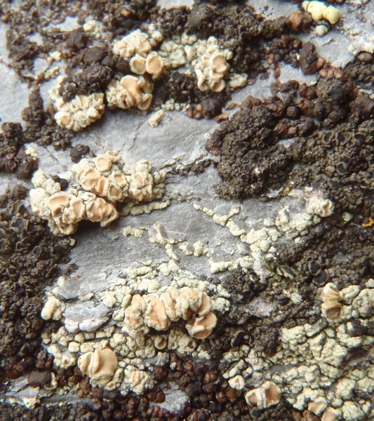 Lecanora frustulosa