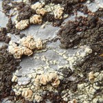 Lecanora frustulosa