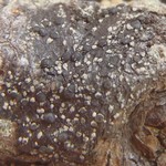 Lecanora fuscescens