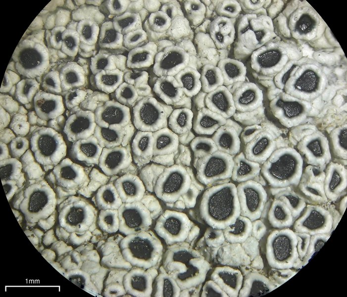 Lecanora gangaleoides