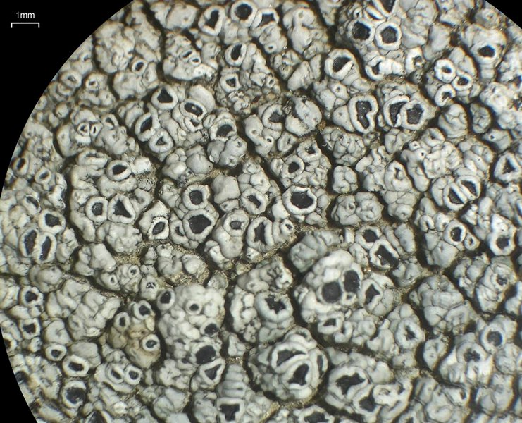 Lecanora gangaleoides