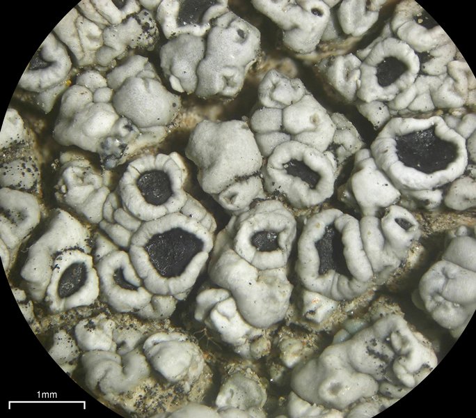 Lecanora gangaleoides
