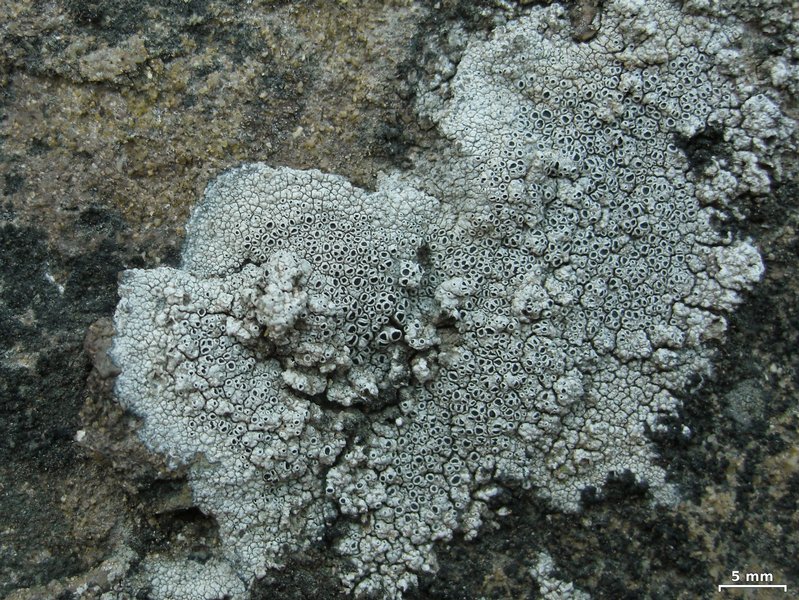 Lecanora gangaleoides