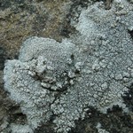 Lecanora gangaleoides