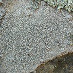 Lecanora gangaleoides
