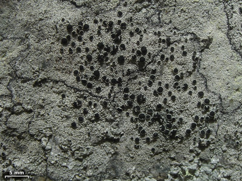 Lecanora gangaleoides