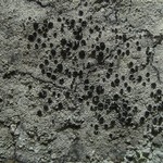 Lecanora gangaleoides