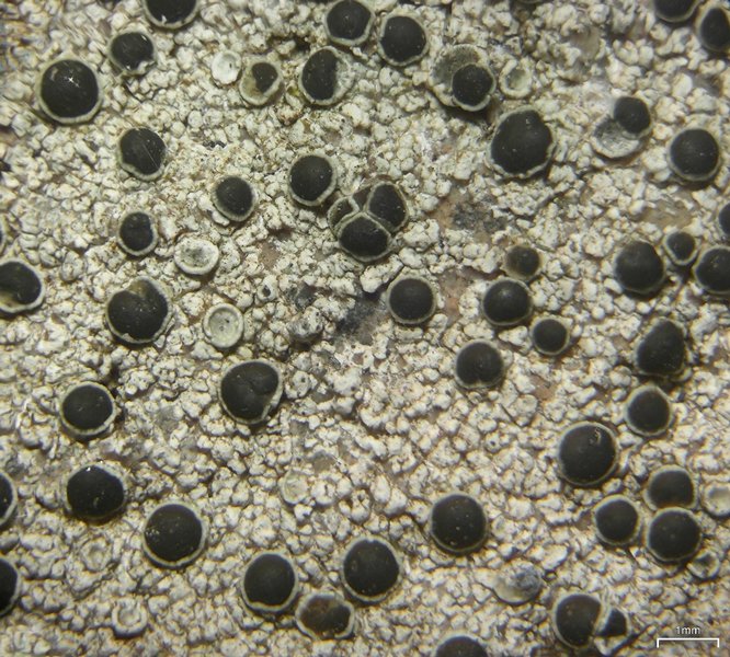 Lecanora gangaleoides