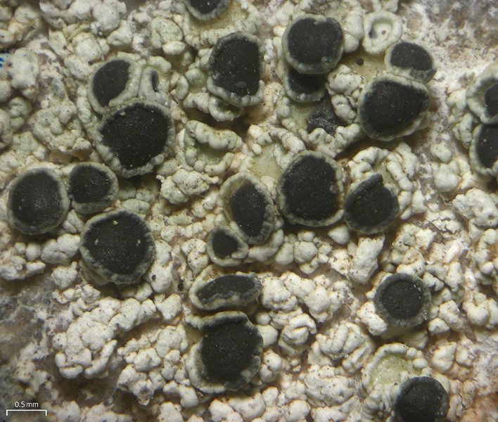 Lecanora gangaleoides
