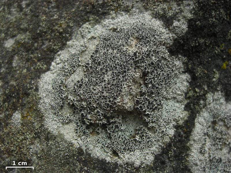 Lecanora gangaleoides