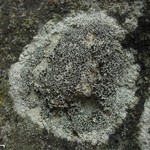 Lecanora gangaleoides