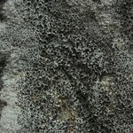 Lecanora gangaleoides