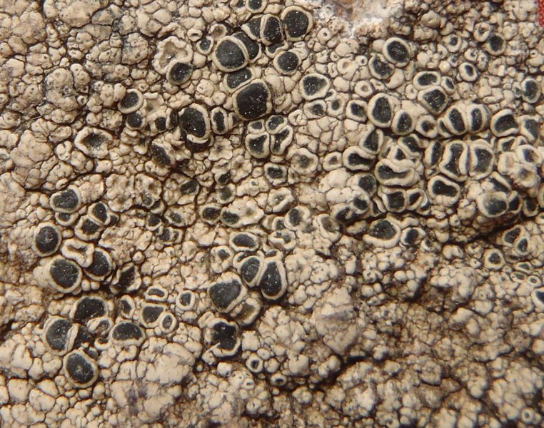 Lecanora gangaleoides