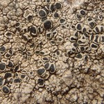 Lecanora gangaleoides