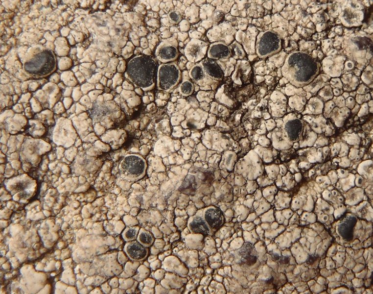 Lecanora gangaleoides