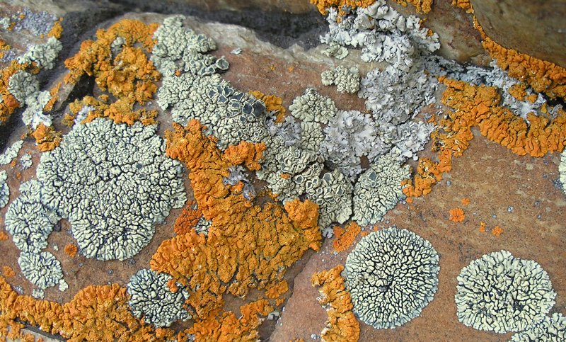 Lecanora garovaglii