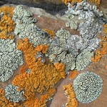 Lecanora garovaglii