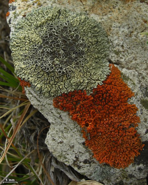 Lecanora garovaglii