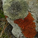 Lecanora garovaglii