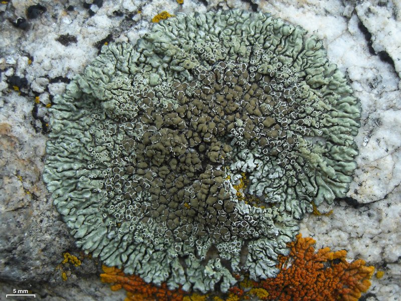 Lecanora garovaglii