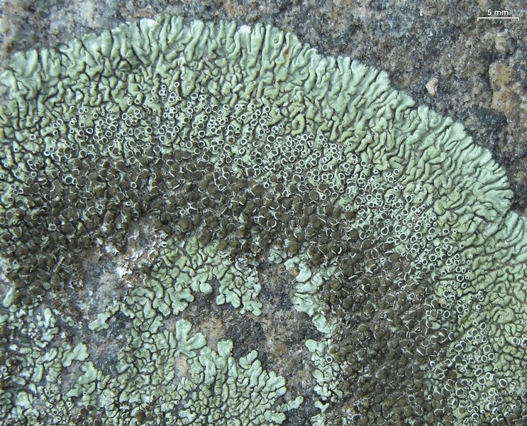 Lecanora garovaglii