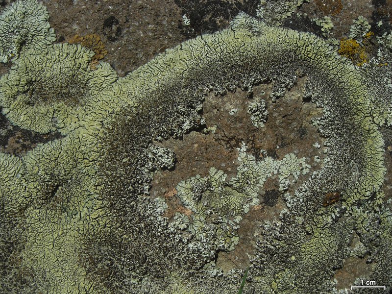 Lecanora garovaglii