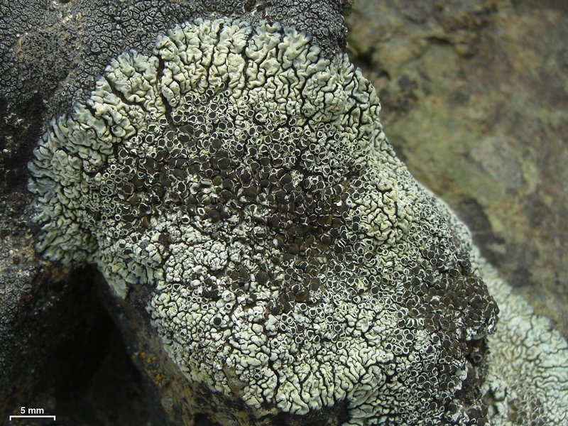 Lecanora garovaglii